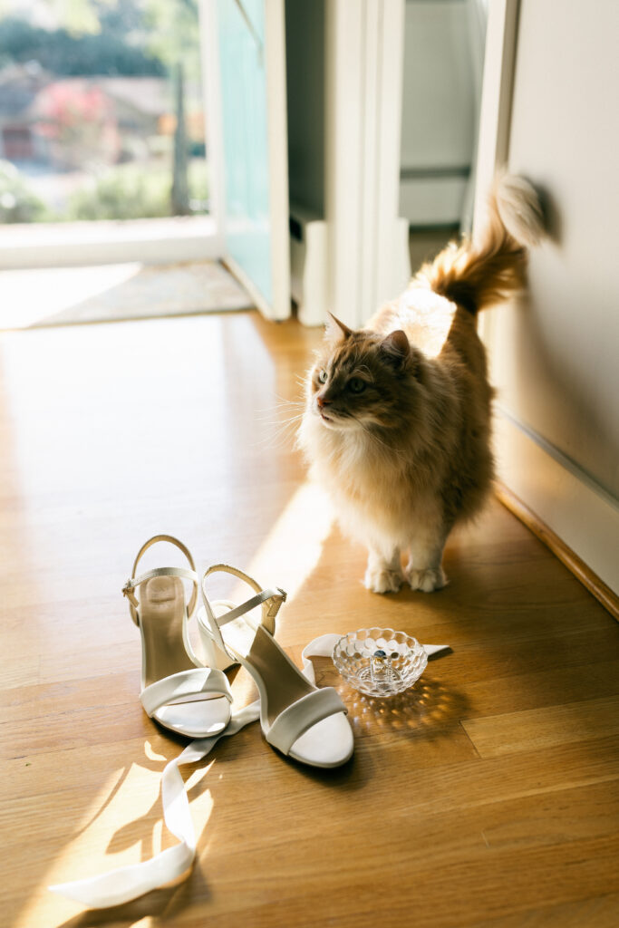 cat standing by bridal details